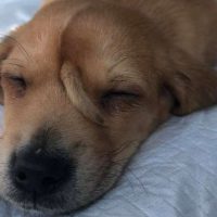 cachorro-com-rabo-na-testa